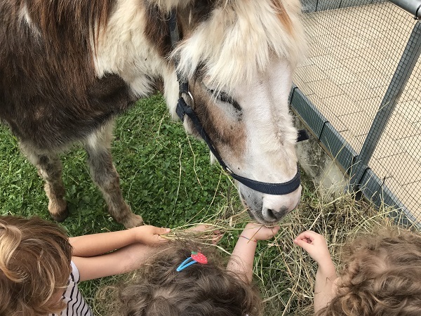 fattoria 2018 3